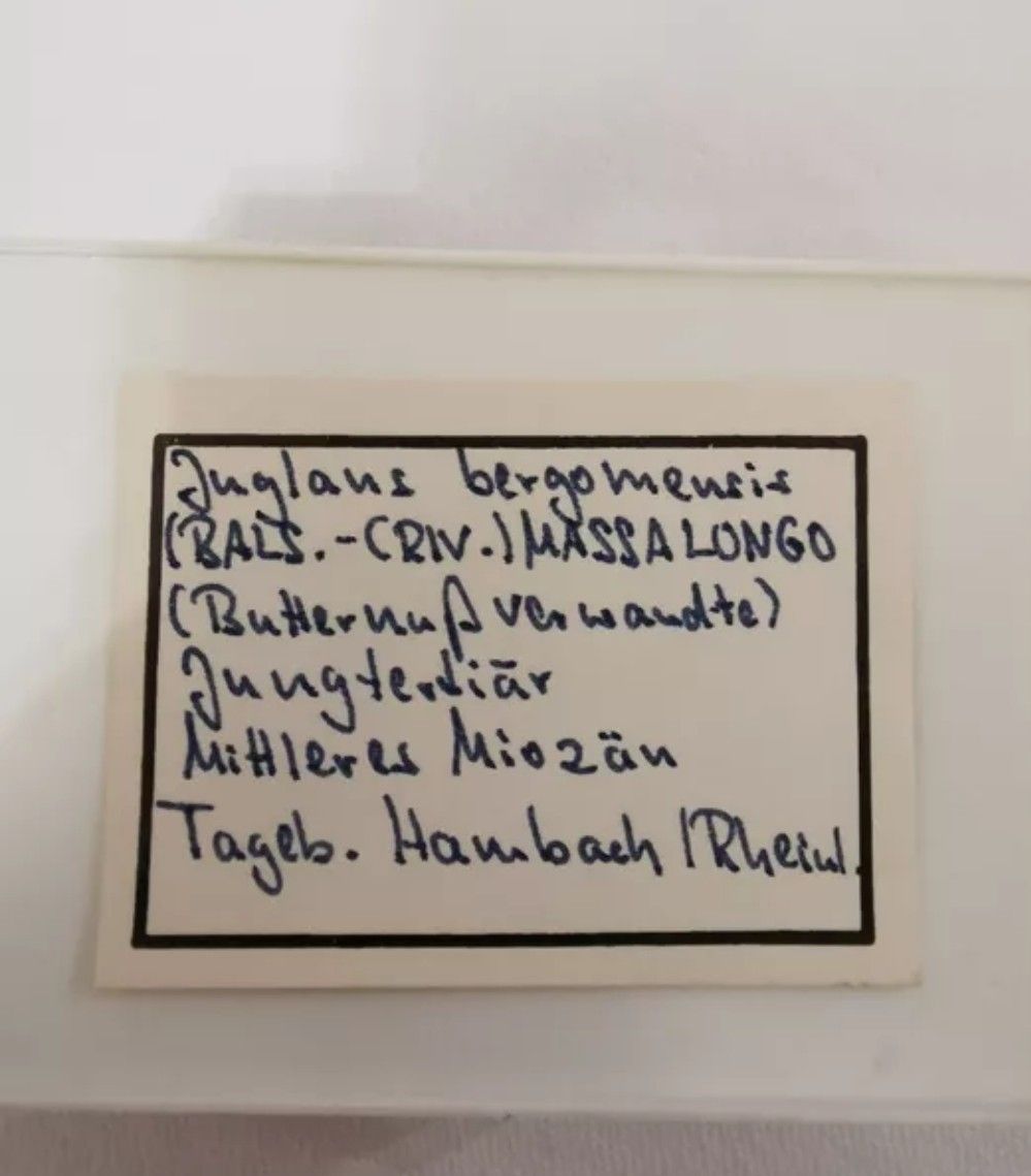 Fossiles: Sammlung Fossilien  – D'occasion à Basel par Treasurehunter 7