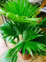 50-60 CM ↕ LIVINGSTON DOPPEL PALME