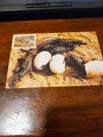 Carte postale rare - Crocodile du Venda - Afrique 🐊! (53)