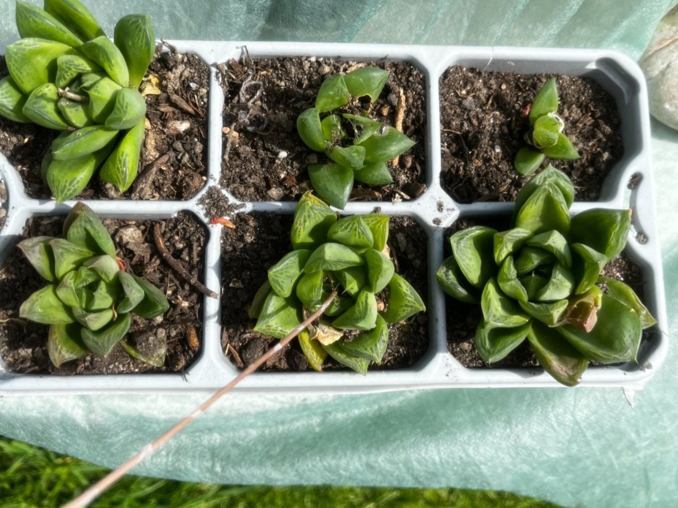 Piante & sementi: Haworthia cymbiformis – Nuovo (secondo la descrizione) da Vinelz venduto da Wellensittich55 2