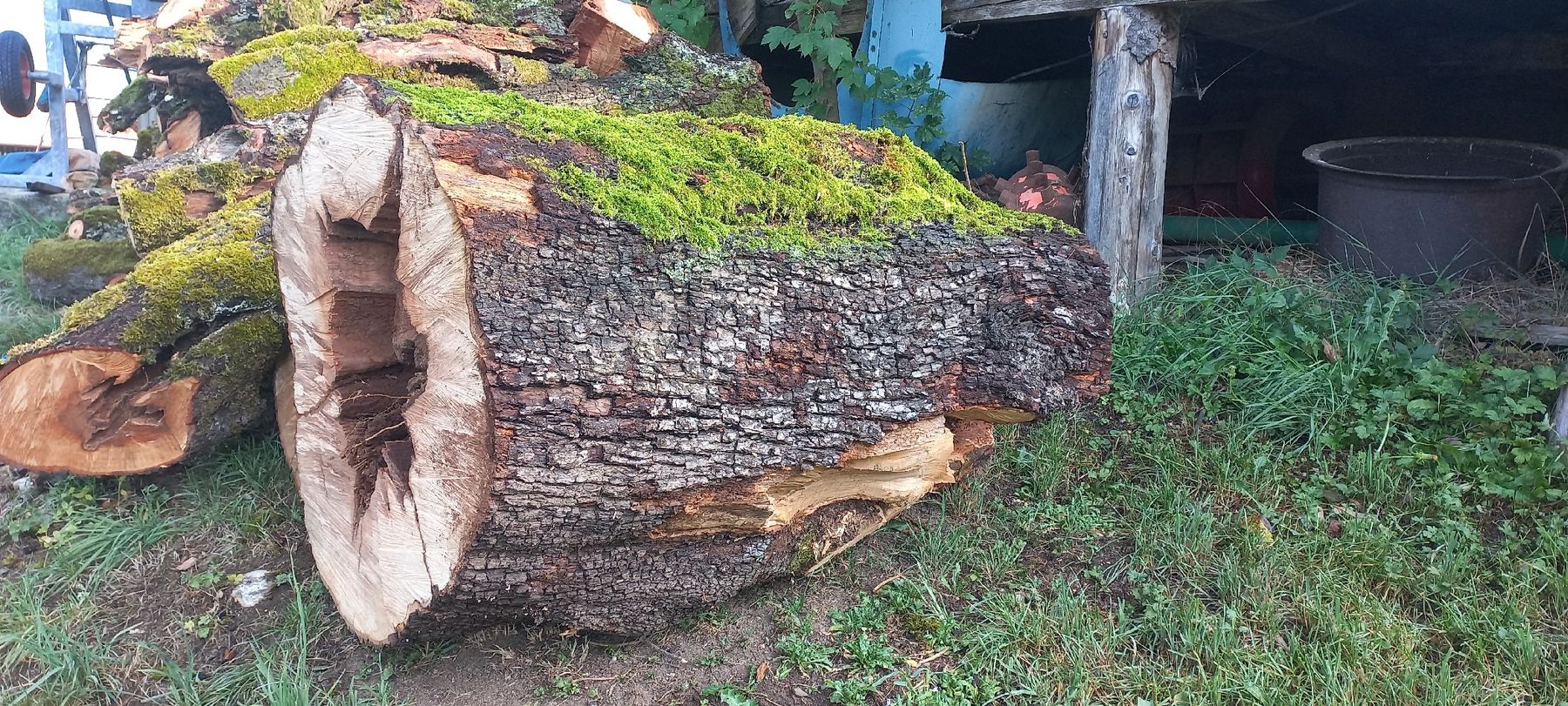 Articles en bois: Birnen Baumstamm mit Rinde, – D'occasion à Frutigen par busch4 2