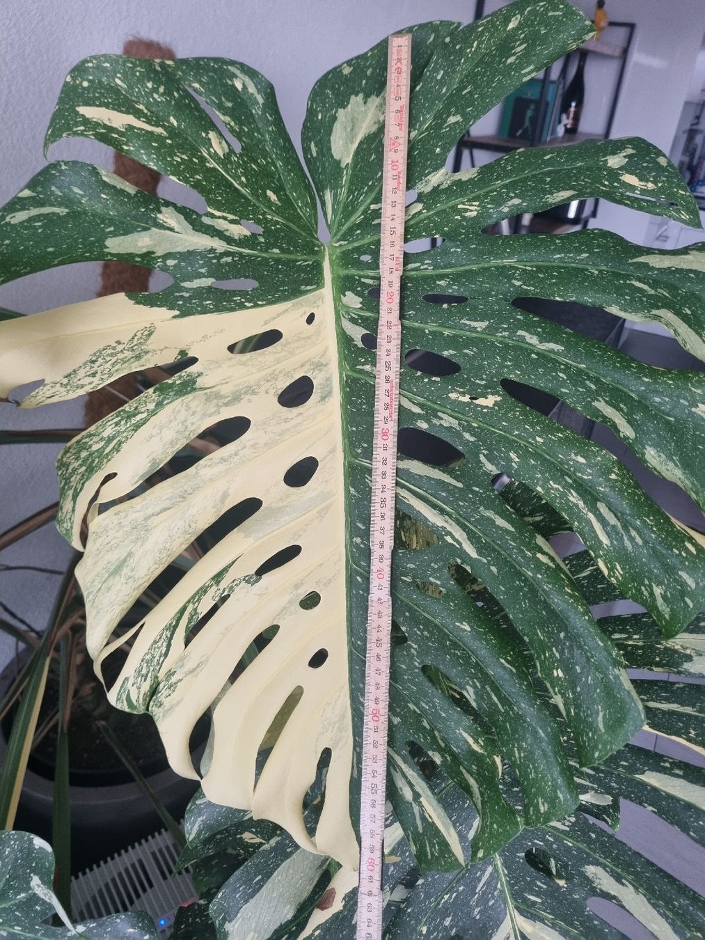 Piante & sementi: Grosse Monstera Thai Constellation – Usato da Geroldswil venduto da Fant24 1