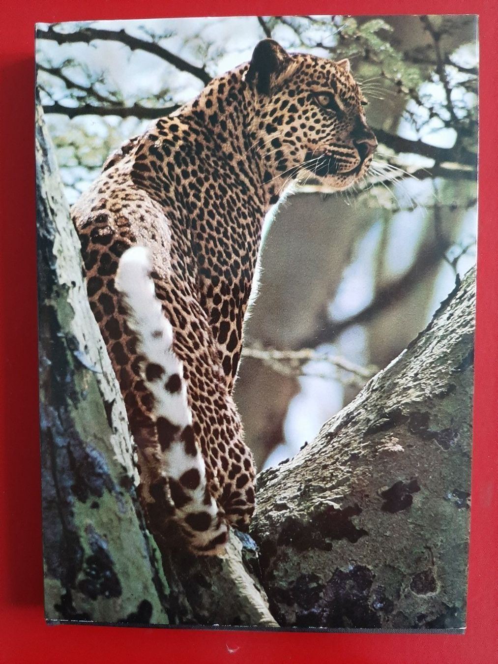 Libri: zoo ostafrika  /diverses – Usato da Laupen BE venduto da Gufi57