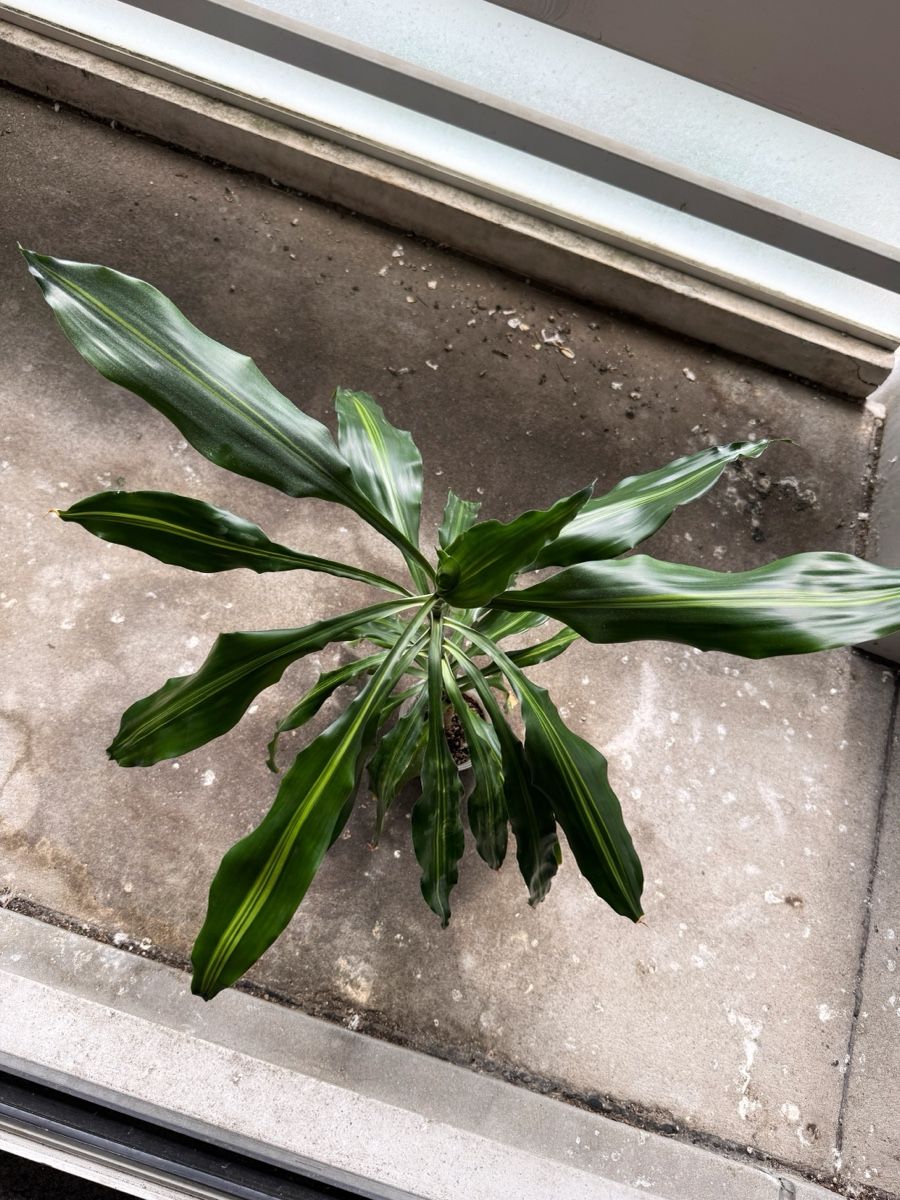 Piante & sementi: Dracaena Fragrans – Nuovo (secondo la descrizione) da Bern venduto da Lucas_Ma 2