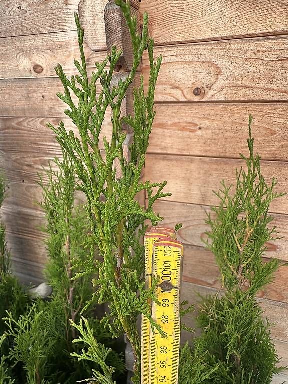 Piante & sementi: Thuja – Usato da Luterbach venduto da Adriatik