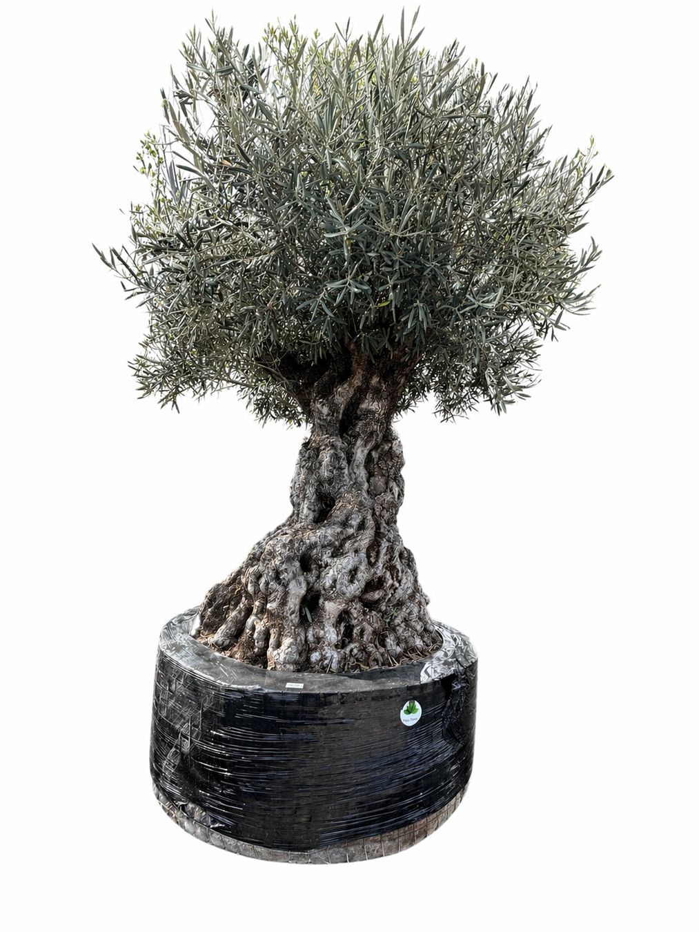 Piante & sementi: Olivenbaum "Olea Europea 18" Versand möglich – Nuovo (secondo la descrizione) da Zuckenriet venduto da Thur_Plant