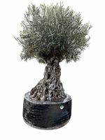 Olivenbaum "Olea Europea 18" Versand möglich