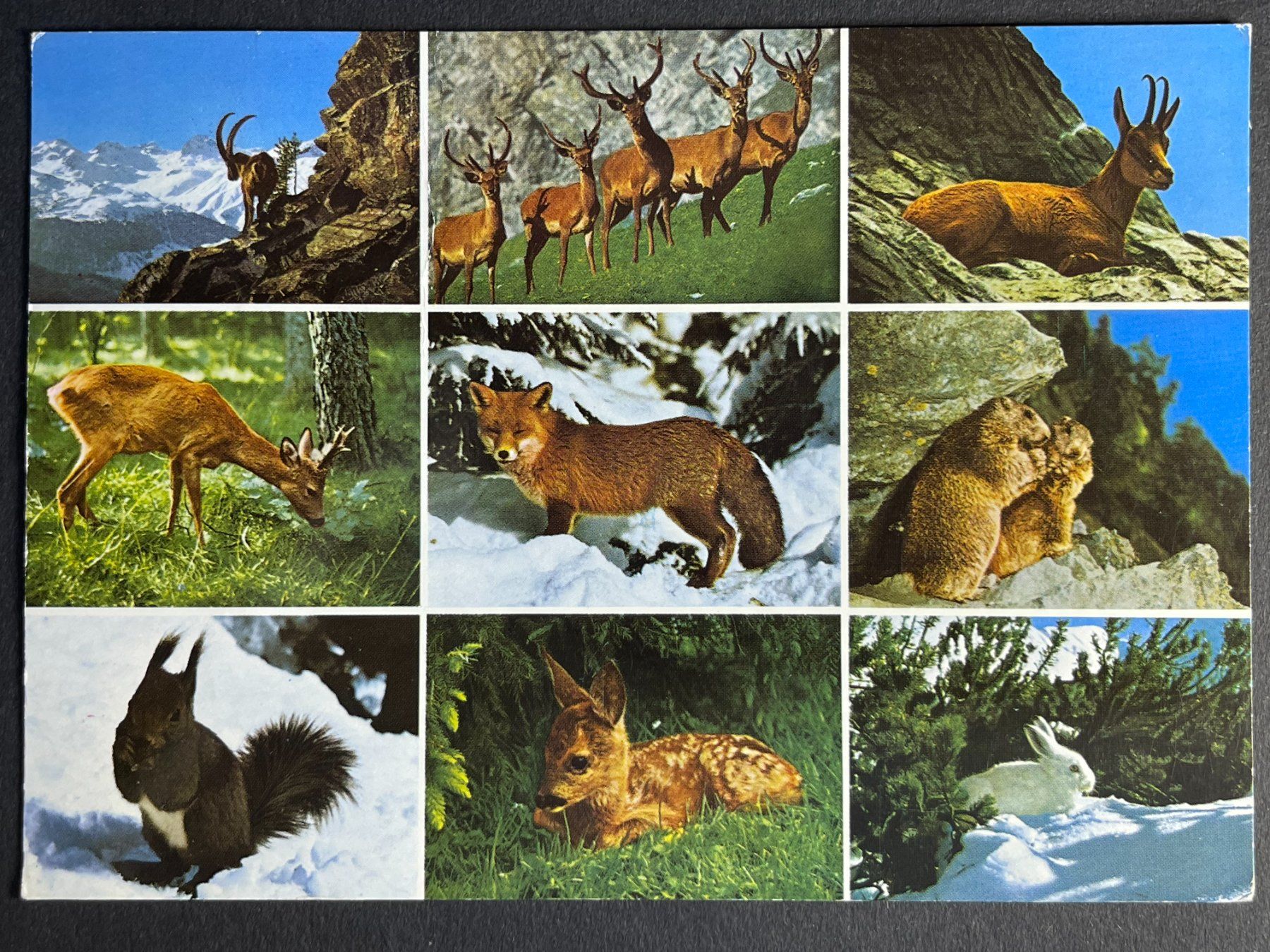 Cartoline postali: Alpentiere - mit Stempel Evolène - 1978 – Usato da Steg VS venduto da _vinci_