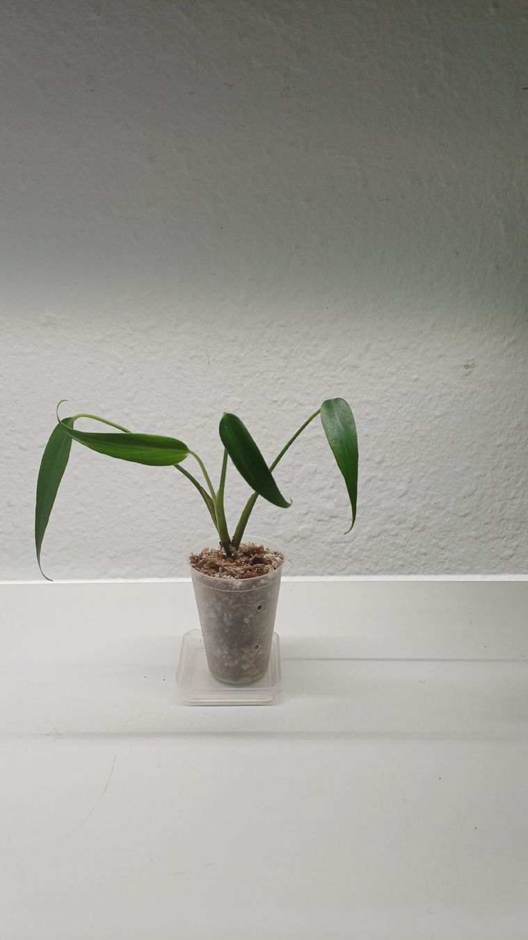 Pflanzen & Samen: Monstera Burle Marx Flame – Gebraucht aus Bern von uwi_8t7x 1