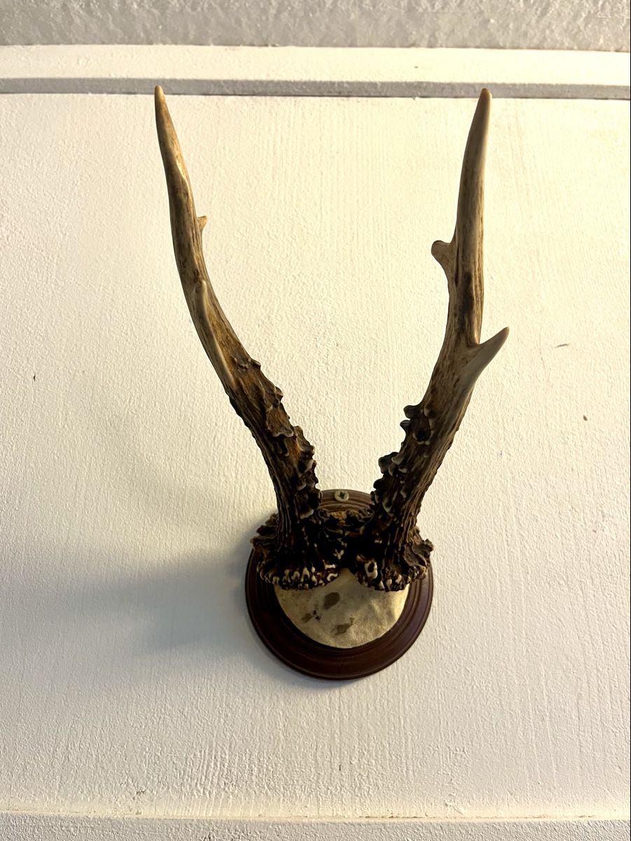 Il mondo degli animali: Geweih: Sikahirsch Grösse 24x10cm – Usato da Rhäzüns venduto da duudii