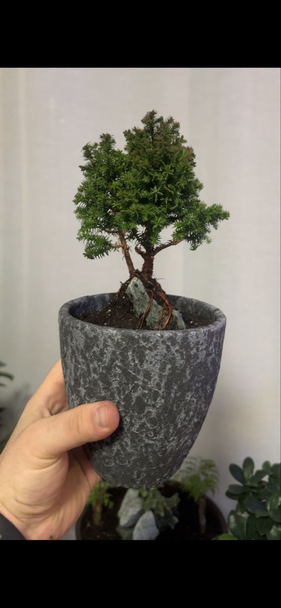 SCHNER MINI BONSAI OUTDOOR WINTERHART  (D'occasion)  Regensdorf pour  CHF 50  retrait uniquement | Acheter sur Ricardo