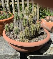 Echionocereus spec. (XL)