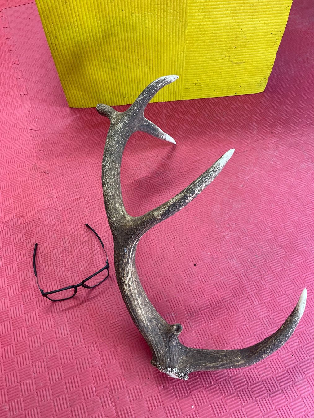 Altre raccolte & rarità: Hirschgeweih – Usato da Bichelsee venduto da Harrier0