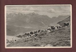 KUHHERDE auf der Alm - 1913