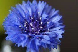 25 Samen , Kornblume Blau