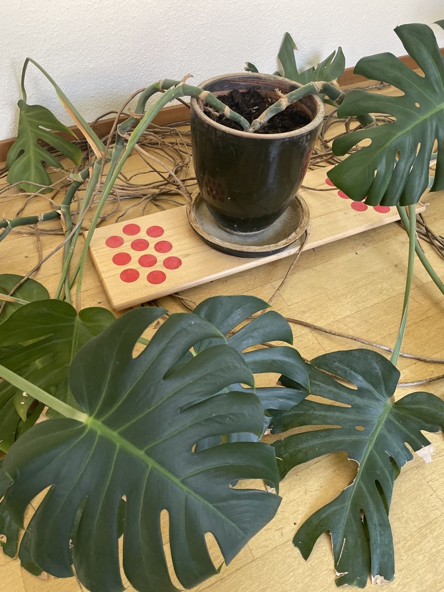 Plantes & graines: Monstera Pflanze – D'occasion à Zürich par NutzD 1