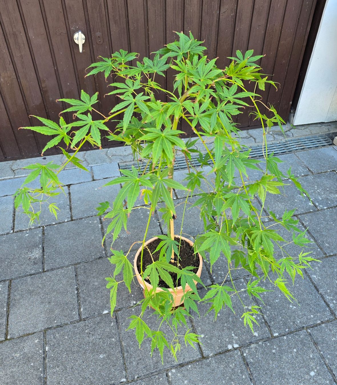 Piante & sementi: Japanischer Ahorn (Cascade Emerald) – Nuovo (secondo la descrizione) da Aarburg venduto da popkorn65 2