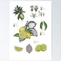 A4 Frucht Druck Art Print von Handgemalte Botanische Zitrone