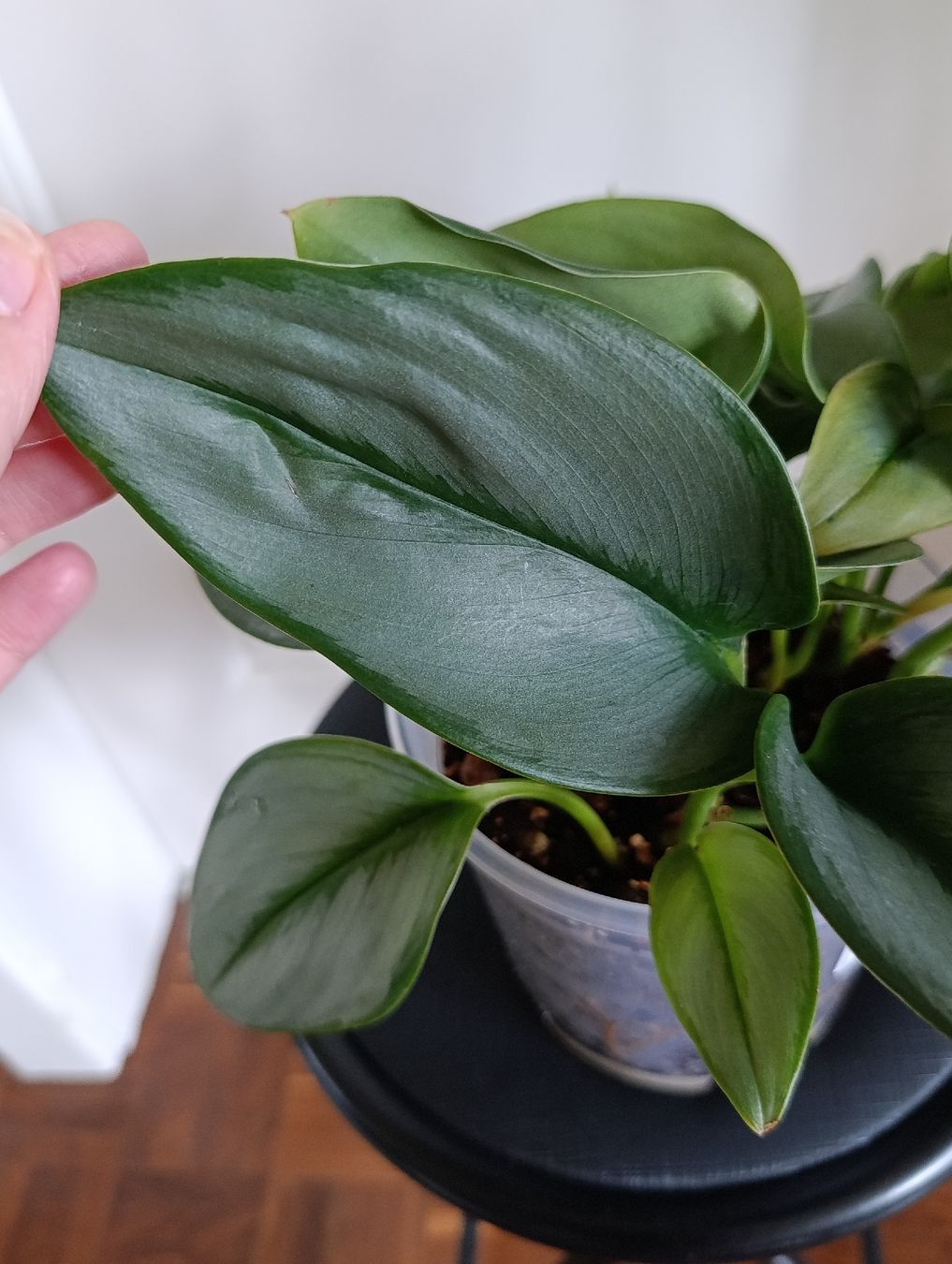 Pflanzen & Samen: Scindapsus Treubii Moonlight – Gebraucht aus Baar von L.isa28 5