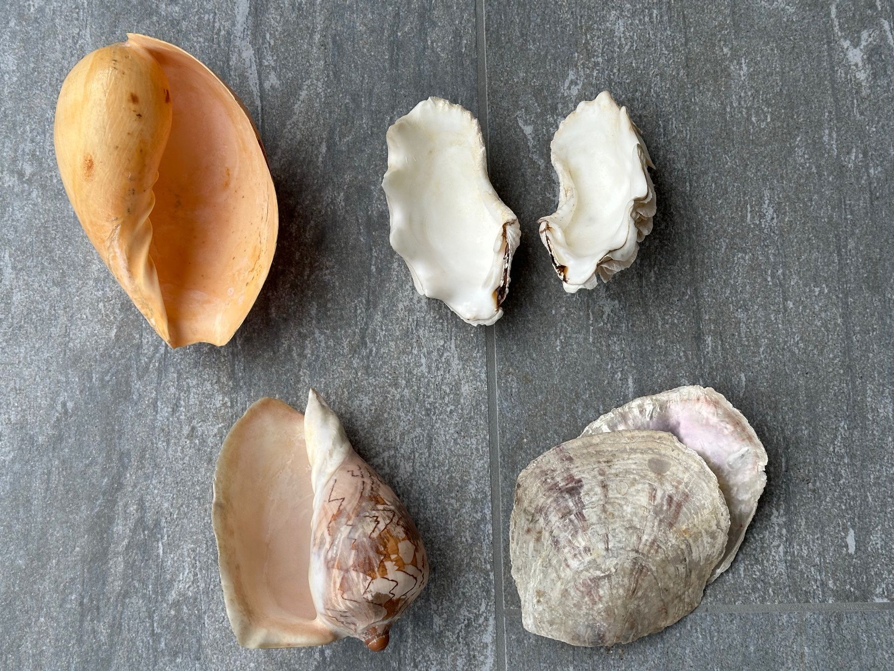 Fossili: Muscheln – Usato da Obstalden venduto da Porco13