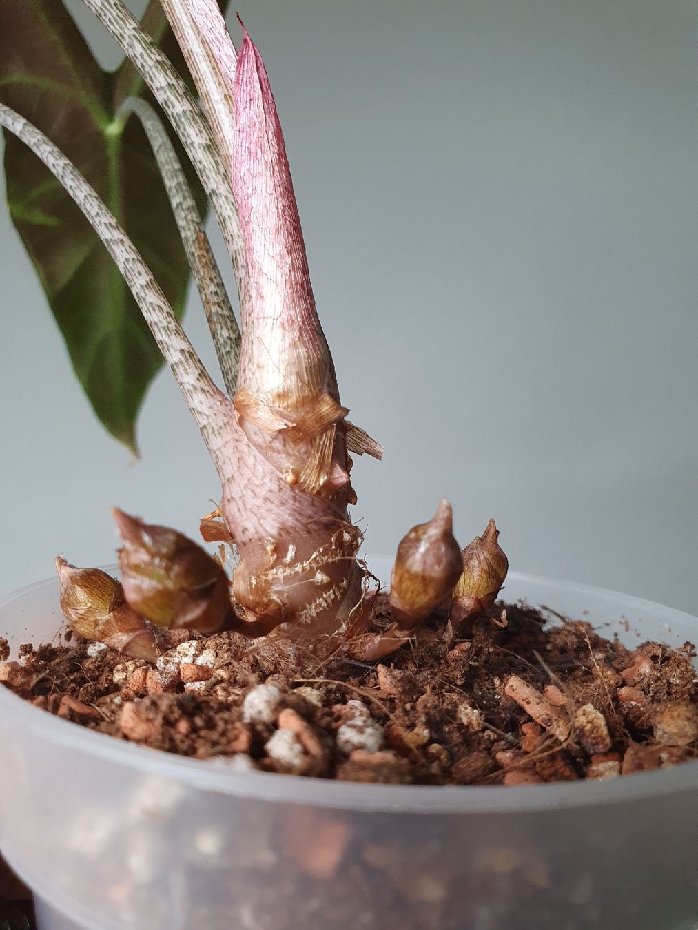 Piante & sementi: Alocasia Longiloba – Usato da Erlinsbach SO venduto da Lea030 2