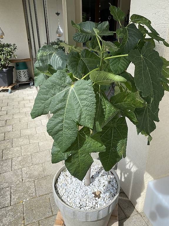 Piante & sementi: Feigenbaum auf Stamm mit Topf – Usato da Gempenach venduto da Mittelpudel 4