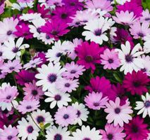 10 SAMEN von “Osteospermum Ecklonis” MIX 🌺 10 GRAINES‪