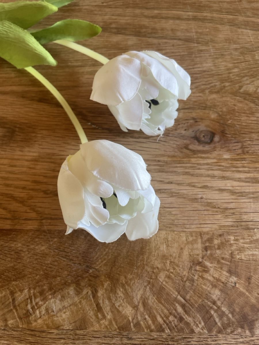Piante & sementi: Tulpen weiß – Usato da Freidorf TG venduto da ibipatria 1