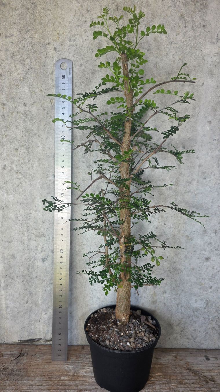 Plantes & graines: Operculicarya decaryi – Neuf (Voir description) à St.Erhard par Plumilandschweiz 2