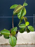 Ficus Elastica - 110-60cm mit Topf - satt grüner Gummi-Baum