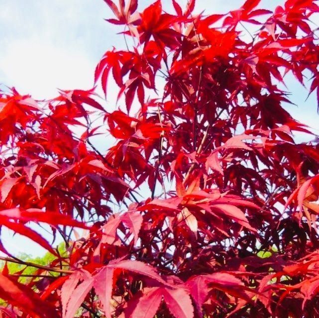 Piante & sementi: JAPANISCHER AHORN : 10 SAMEN‪ – Usato da Rovio venduto da POSITIFFARTandPLANTS 8