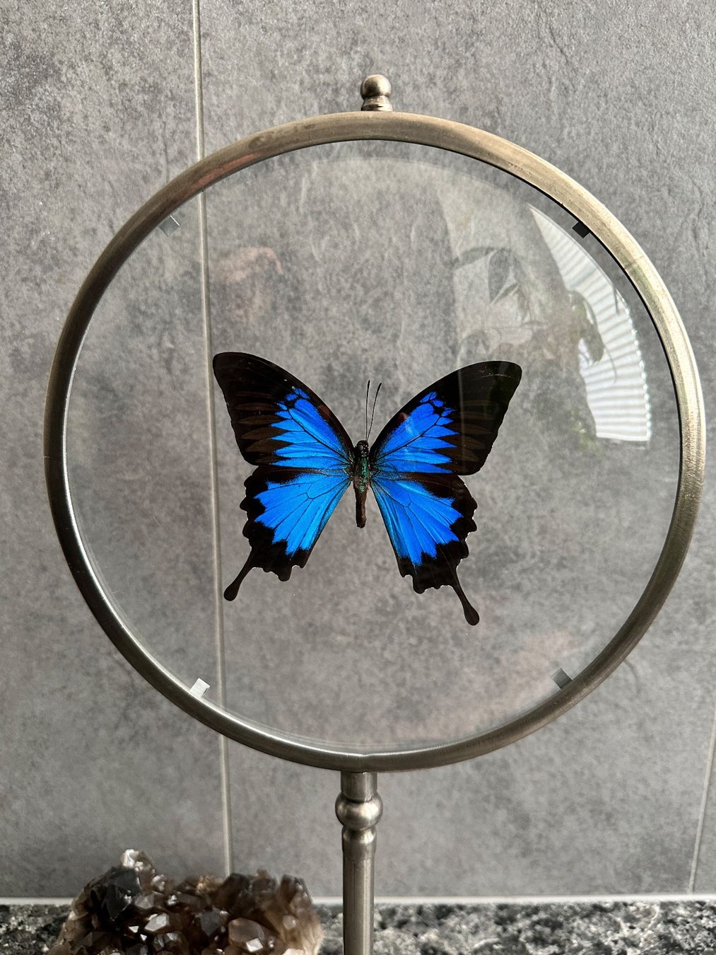 Il mondo degli animali: Loupe papillon naturalisé – Nuovo (secondo la descrizione) da Biel/Bienne venduto da Dragonpandora 1