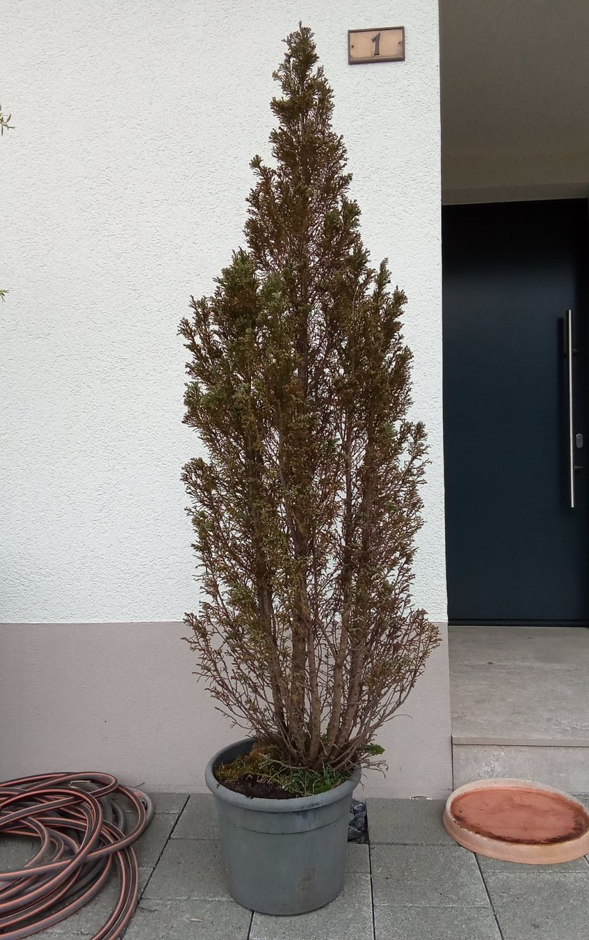 Piante & sementi: Nadel Baum – Usato da Mollis venduto da gar_wqz5