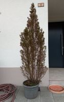 Nadel Baum
