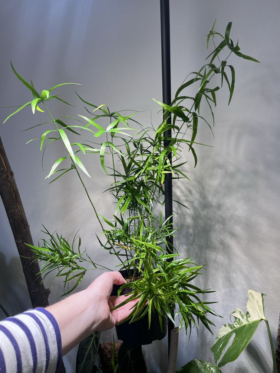Piante & sementi: Asparagus Falcatus – Usato da Lugano venduto da The_Botanists