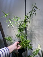 Asparagus Falcatus