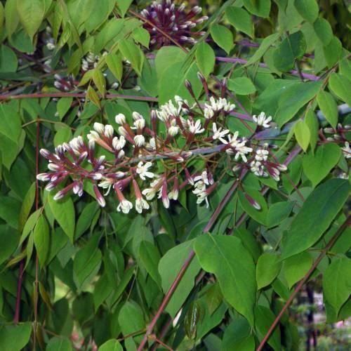 Pflanzen & Samen: Arbre à café du Kentucky PLANTE RARE – Gebraucht aus Bremblens von FIBONACCI369 2