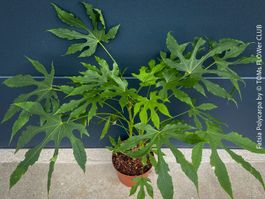 Fatsia Polycarpa - seltene taiwanesische Fatsia für Dich