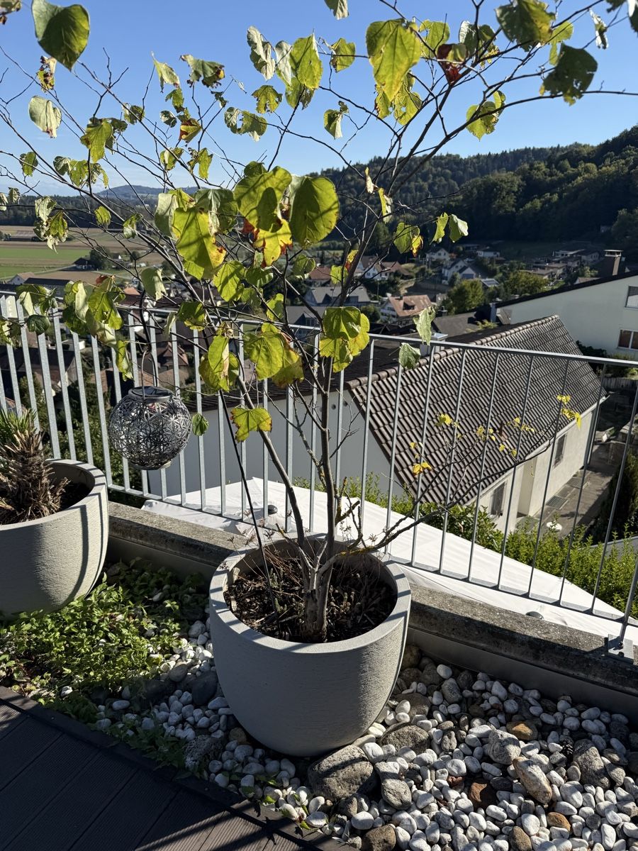 Piante & sementi: Pflanze inkl. Topf – Usato da Schafisheim venduto da zob_2000