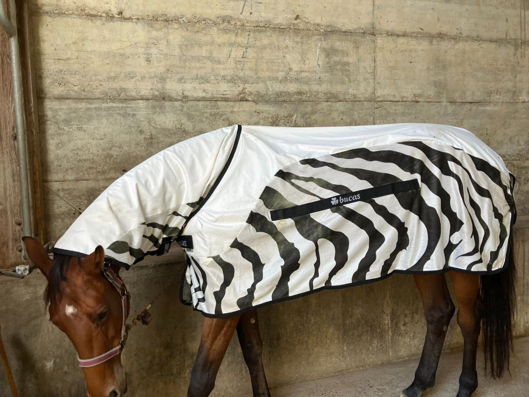 Decken & Deckenzubehör: Bucas Buzz-Off Rain Zebra & Neck 140cm – Gebraucht aus kottwil von opononi