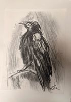 Corbeau sombre - Dessin au fusain,