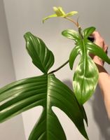 Philodendron Florida Ghost🔥 (mit Neuaustrieb)