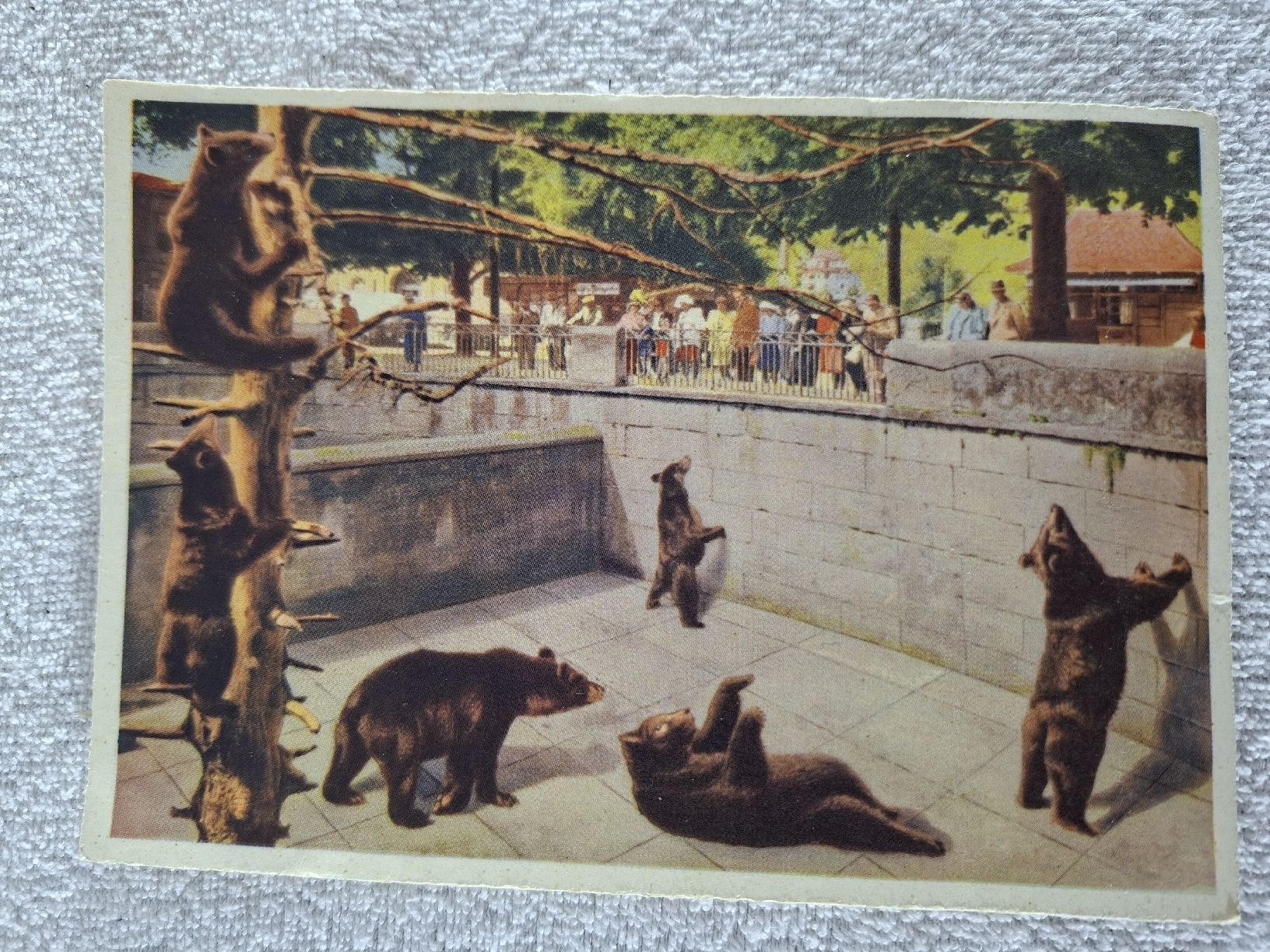 Cartoline postali: Ansichtskarte Bärengraben Bern – Usato da Grindelwald venduto da carro5