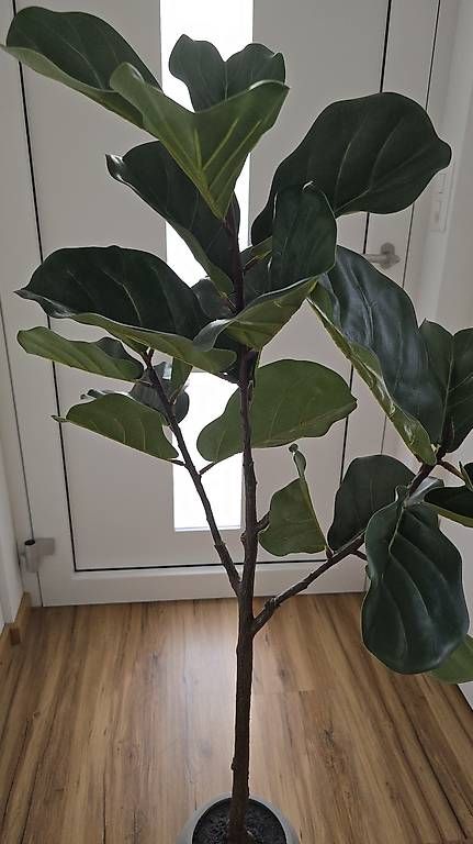 Pflanzen & Samen: Kunstpflanze Feigenbaum – Gebraucht aus Bazenheid von Exo_Tic 2