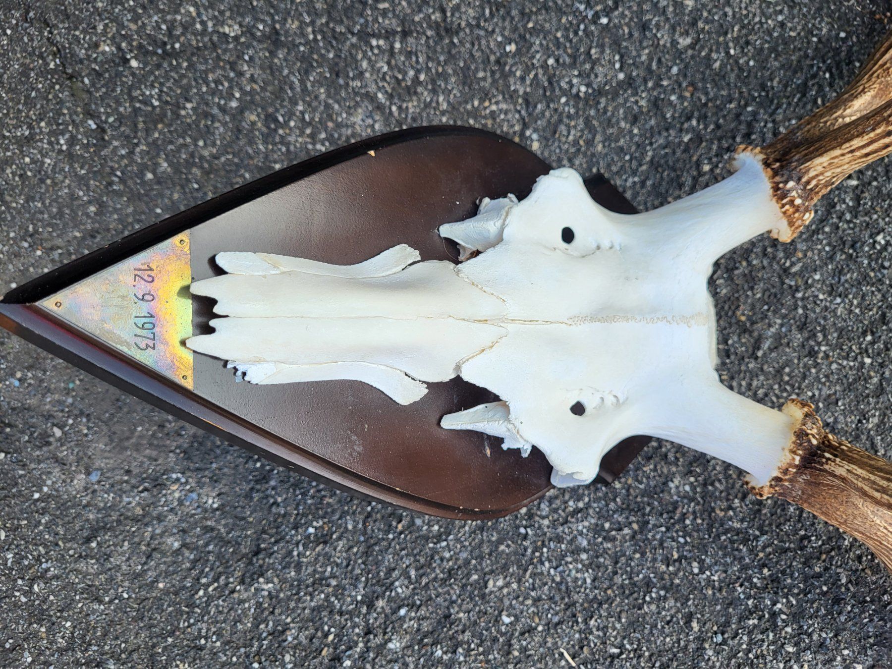 Sonstiges zum Sammeln & Seltenes: Hirsch geweih schweiz – Gebraucht aus Turbenthal von kai_6277 1