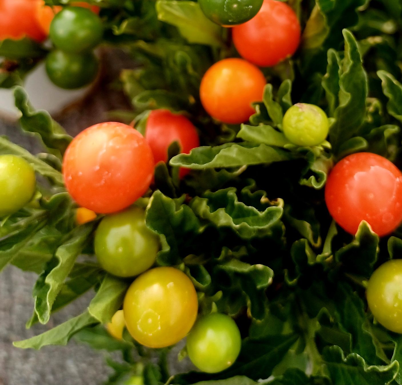 Pflanzen & Samen: "Kirschevon Jerusalem" oder SOLANUM PSEUDOCAPISCUM. 20-30 cm – Neu und originalverpackt aus Rovio von POSITIFFARTandPLANTS 4
