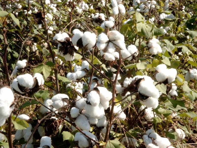 Plantes & graines: Baumwolle - eine Pflanze! – Neuf (Voir description) à Steffisburg par Petroselium