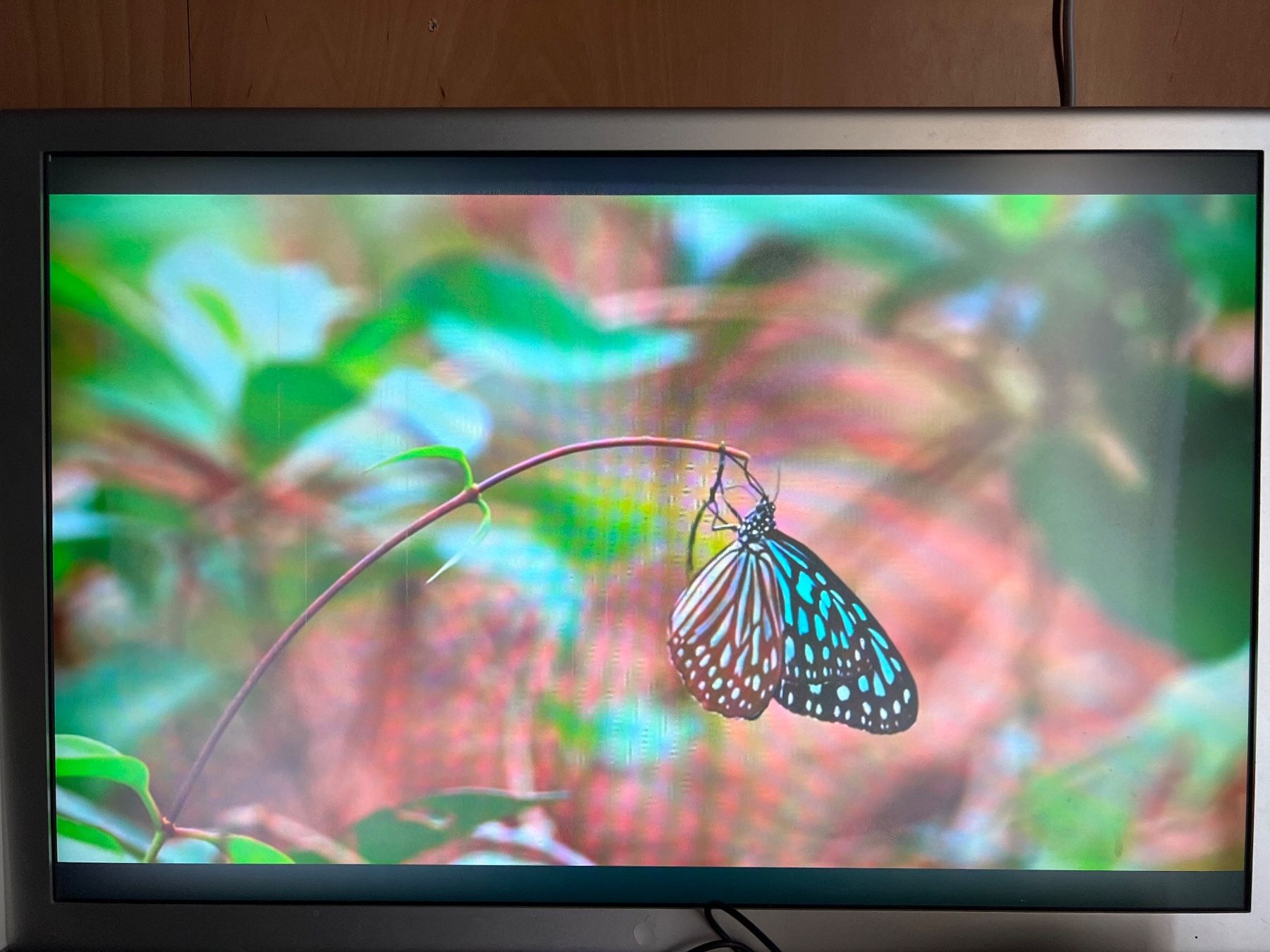 Apple Monitor: Apple Cinema HD Display 23", DEFEKT PANEL BLUR! – Difettoso da Mülligen venduto da vagos85 1