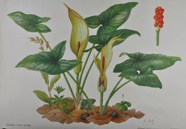Schulwandbild Nr. 189 Aronstab von Marta Seitz, 1981 #napole