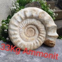 Ammonit XXL 33Kg und  47cm gross Top Sammlerstück